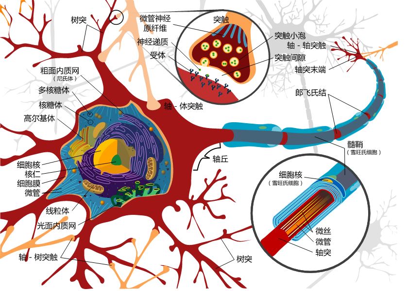 神经元